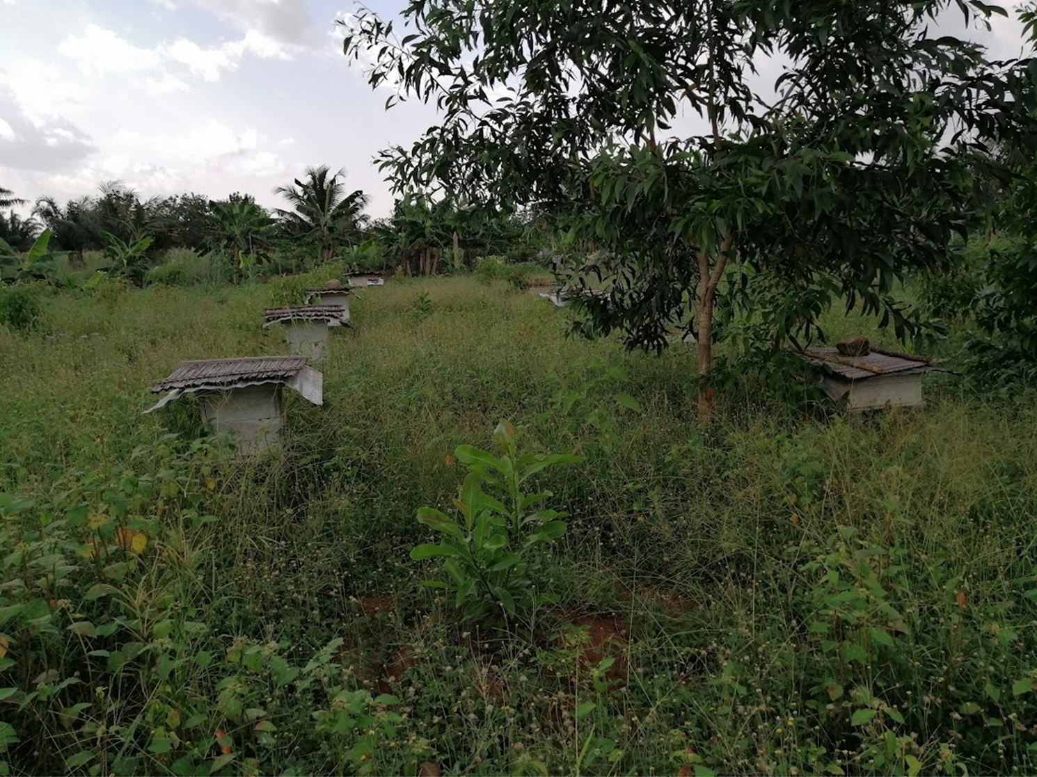 Miel et Produits Spécifiques