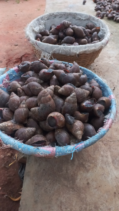 Héliciculture (Escargots)