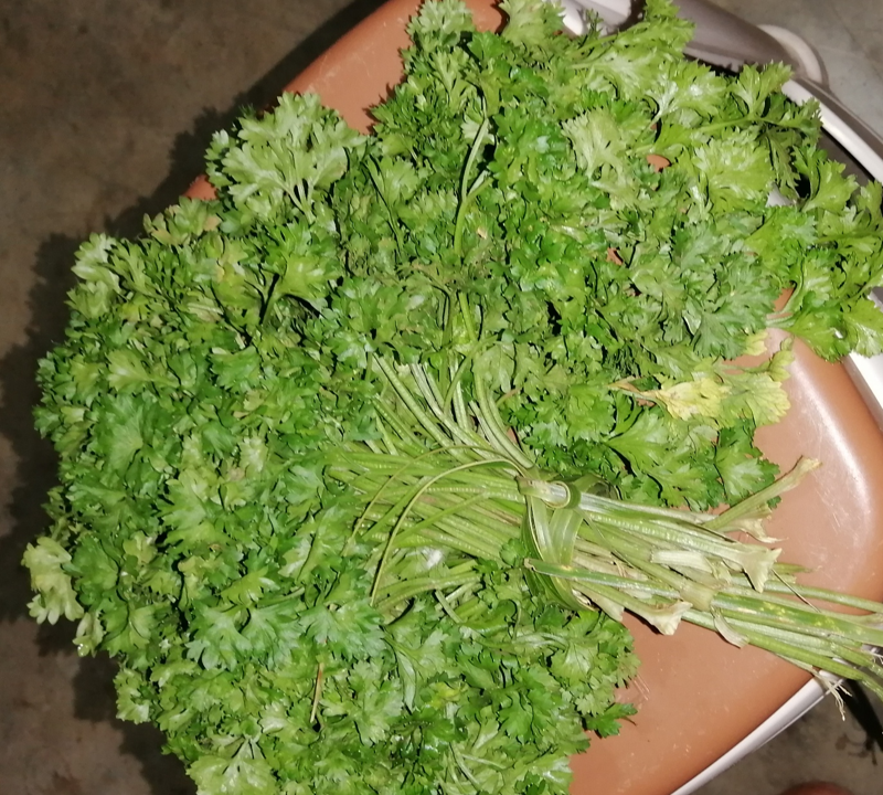 Cultures maraichères