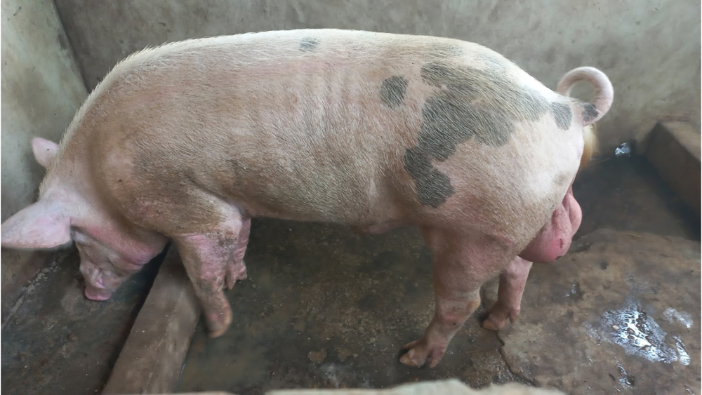 Élevage Naturel et Durable