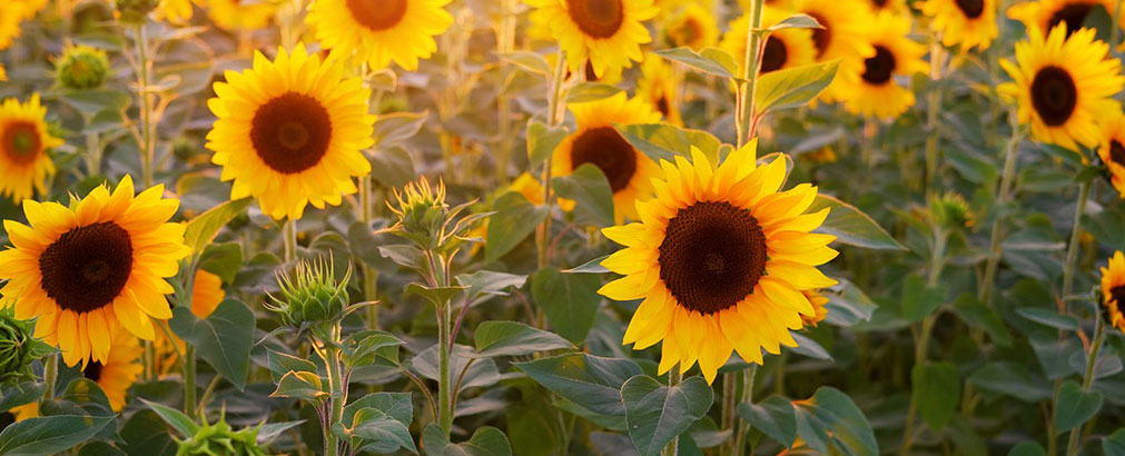 Huiles et Transformés